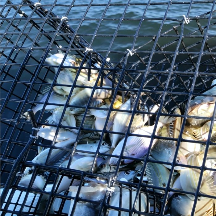 Wire mesh trap holding a full catch for grading and live harvest