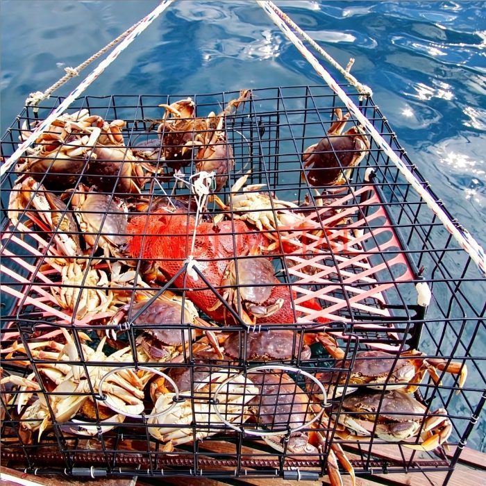 Crab trap lifted from the sea, full of crabs and bait