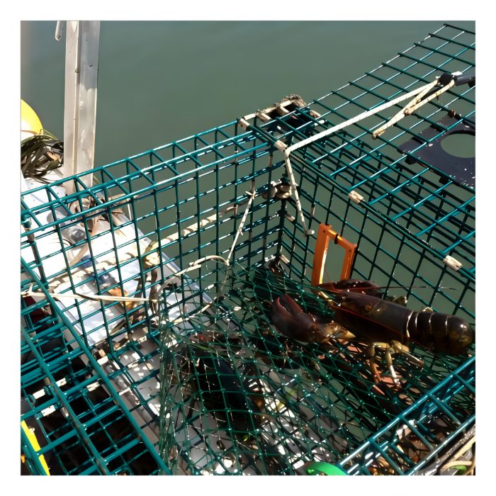 Trap worked in sheltered inland water